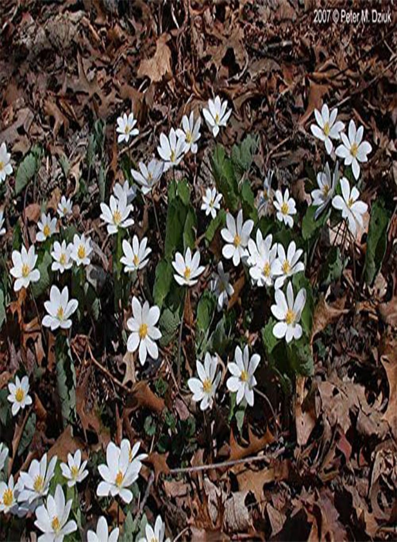 جي جوت 10 بذور زهرة جذر الدم، نبات غطاء الظل الأرضي سانجويناريا كانادينسيس - Image 4