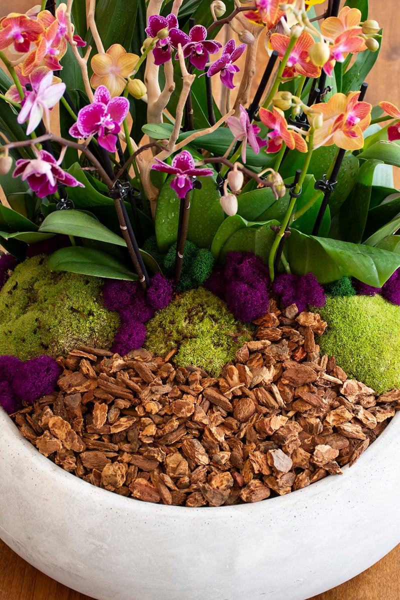 SuperMoss SuperMoss (23310) Moss Mix - Best Sellers, 80.75 Cubic Inch Bag (Appx. 2 Ounce)  - Image 3