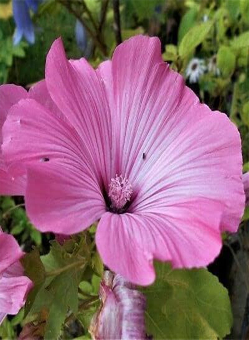 جي جوت كوب لافاتيرا الفضي ١٠٠٪؜ طازج من بينك مالو. التوصيل متوفر داخل المملكة المتحدة فقط. - Image 1