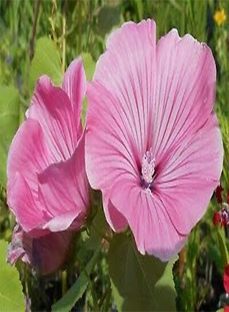 جي جوت كوب لافاتيرا الفضي ١٠٠٪؜ طازج من بينك مالو. التوصيل متوفر داخل المملكة المتحدة فقط. - Image 2