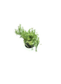 DUBAI GARDEN CENTRE Dubai Garden Centre Pot Rosemary Plant with Medium Pot, Green  - Image 1