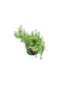 DUBAI GARDEN CENTRE Dubai Garden Centre Pot Rosemary Plant with Medium Pot, Green  - Image 3