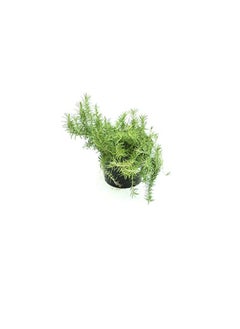 DUBAI GARDEN CENTRE Dubai Garden Centre Pot Rosemary Plant with Medium Pot, Green  - Image 2