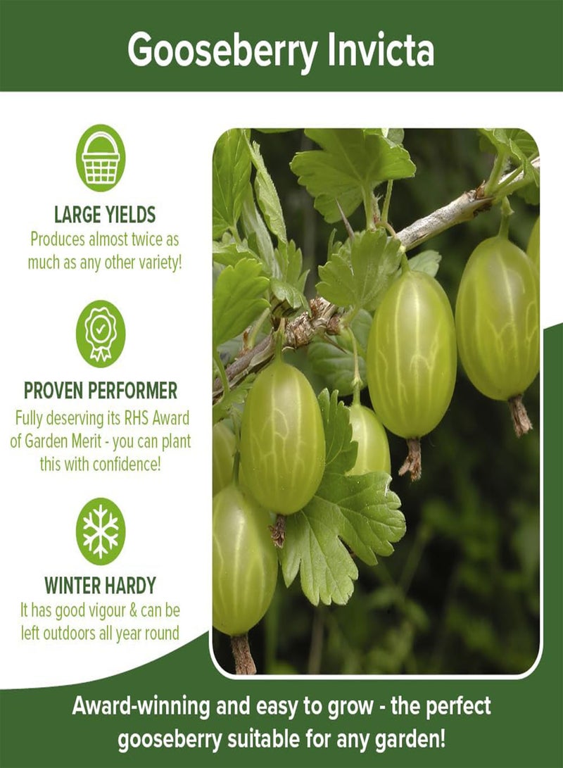 GGOOT - 50 pcs seeds Gooseberry Plant 'Invicta' in a 2L Pot - Supplied as an Established Plant Ready to Plant Out - Potted Gooseberry Bushes for Gardens - Grown Your Own Fruit Trees & Bushes - Image 4