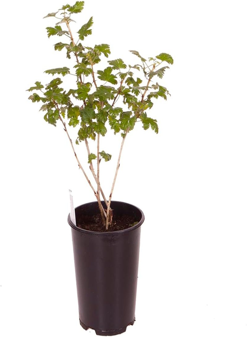 GGOOT - 50 pcs seeds Gooseberry Plant 'Invicta' in a 2L Pot - Supplied as an Established Plant Ready to Plant Out - Potted Gooseberry Bushes for Gardens - Grown Your Own Fruit Trees & Bushes - Image 3