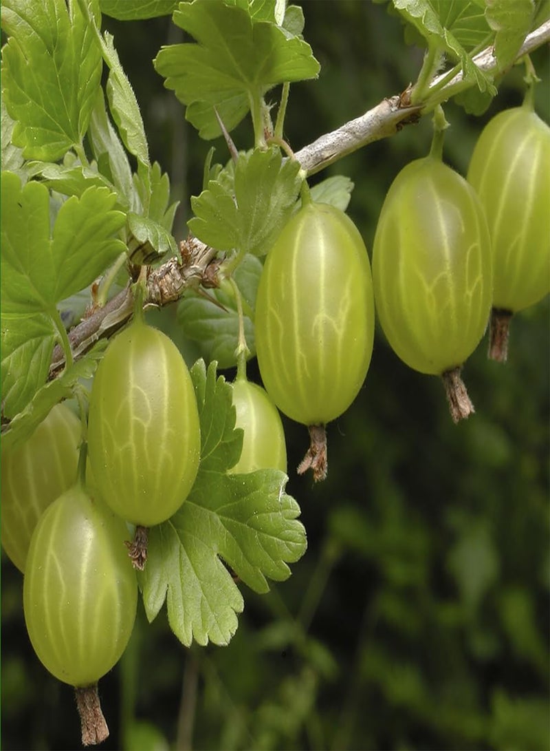 GGOOT - 50 pcs seeds Gooseberry Plant 'Invicta' in a 2L Pot - Supplied as an Established Plant Ready to Plant Out - Potted Gooseberry Bushes for Gardens - Grown Your Own Fruit Trees & Bushes - Image 1