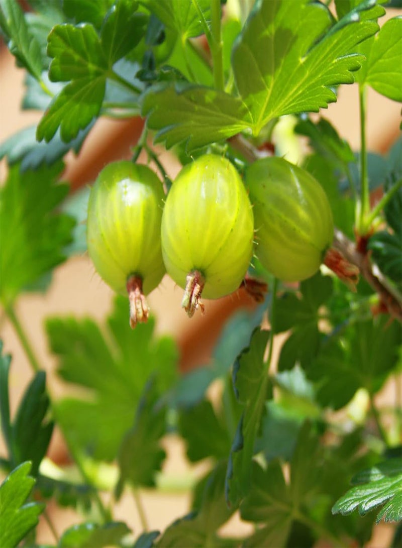 GGOOT - 50 pcs seeds Gooseberry Plant 'Invicta' in a 2L Pot - Supplied as an Established Plant Ready to Plant Out - Potted Gooseberry Bushes for Gardens - Grown Your Own Fruit Trees & Bushes - Image 2