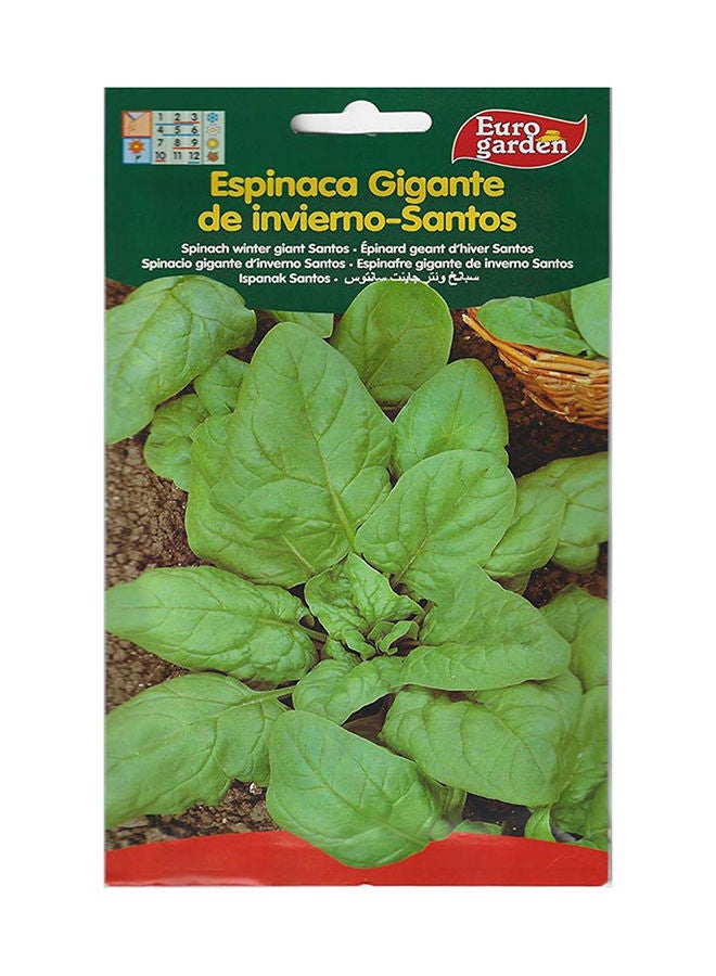 Euro Garden Spinach Seeds - Image 2