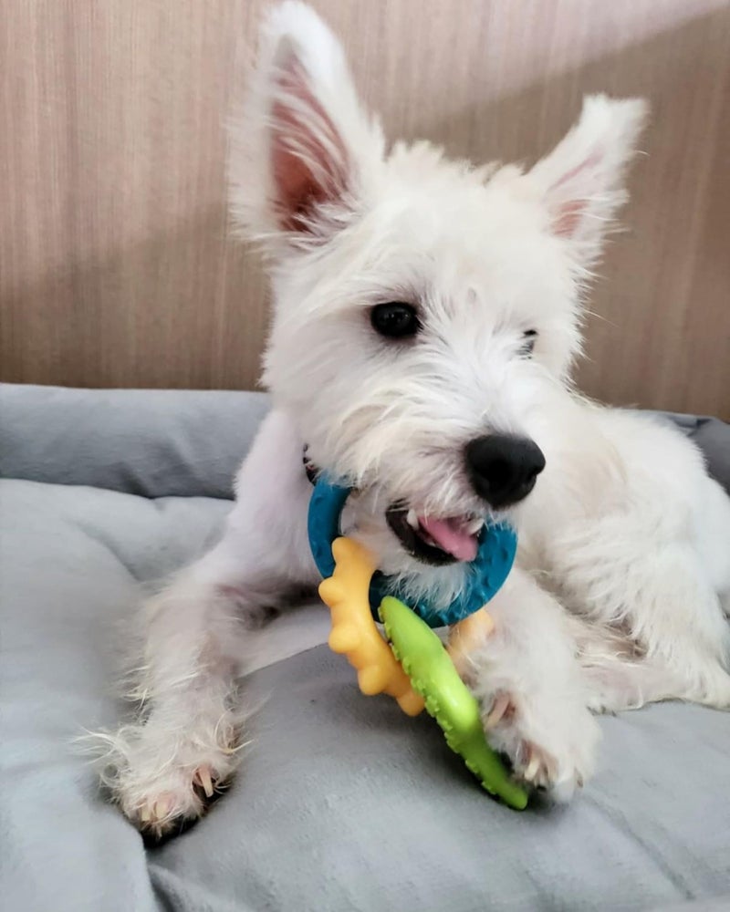Nylabone Teething Rings Puppy Power Chew Toy for Puppies, Soothing Puppy Teething Bone, Enrichment Toy for Puppies, Bacon Flavor, Small Dogs - Up to 25 Ibs, 1 Count - Image 2