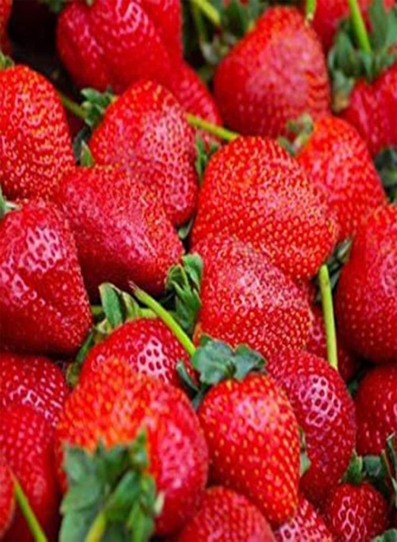 GGOOT 50Pcs Colorful Strawberry Seeds Growing Kit Bonsai Delicious Fruit Plant Garden Decor Red Strawberry Seeds - Image 1