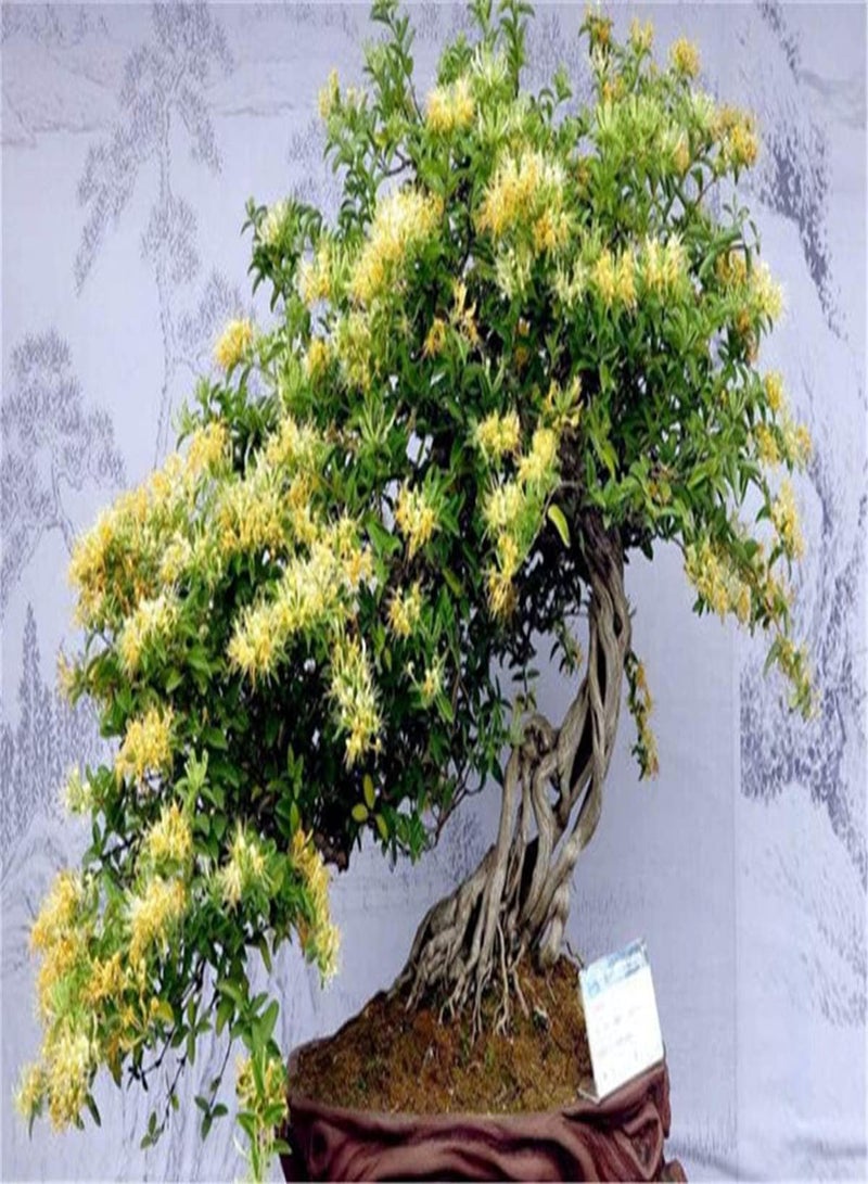 GGOOT Honeysuckle Seeds UK/Exquisite Cute Garden Planting/Charming Fragrance/Cute Pop Flower/Perennial Herb/Potted Garden Plants/Heirloom Garden Seeds-100 Seeds - Image 1