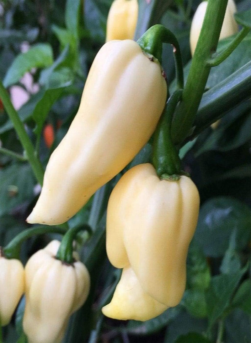 GGOOT 10 Seeds White Ghost Chilli BHUT JOLOKIA/Naga Jolokia VIABLE Seeds - Image 1