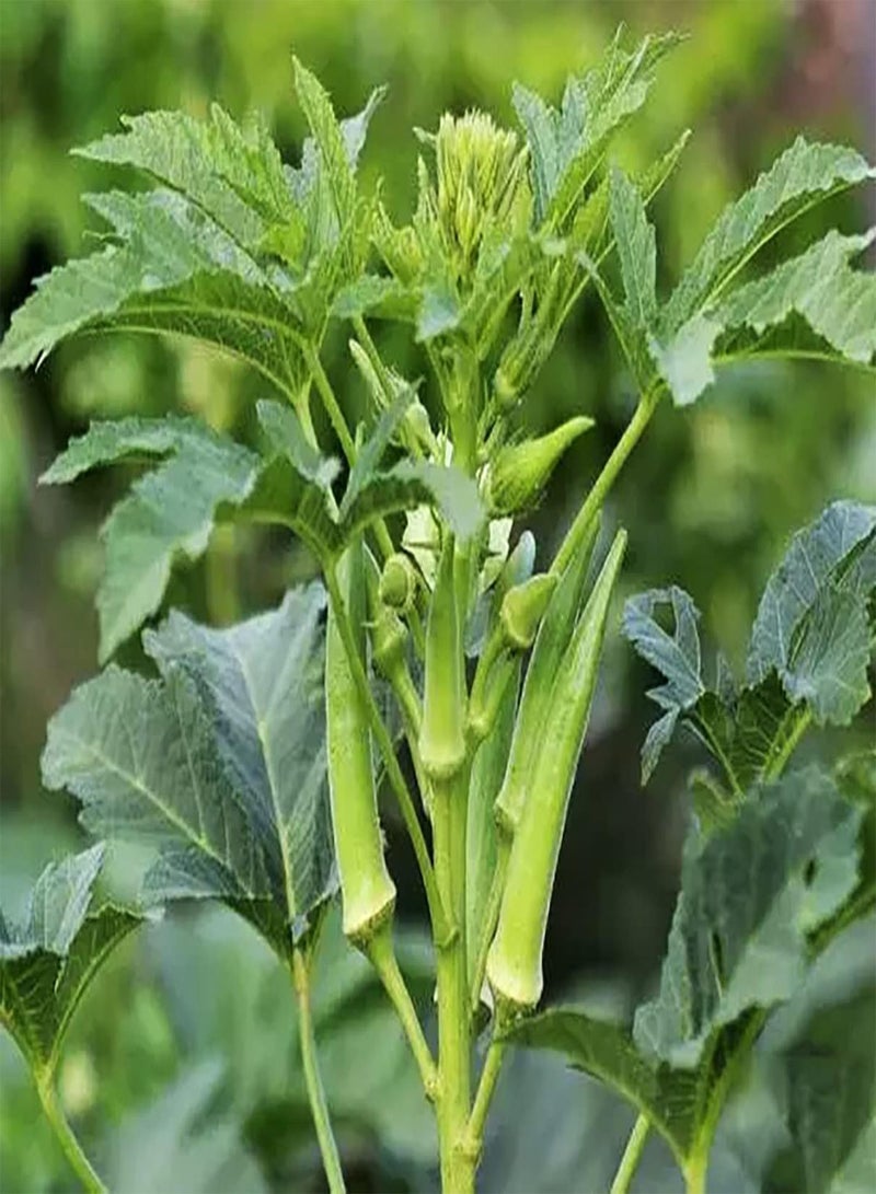 GGOOT 50Stück Okra Samen pflegeleichte Pflanzung im Freien um eine einzigartige Pastorale Landschaft zu schaffen breites Anwendungsspektrum geeignet für Anfänger Anfänger Gärtner - Image 2