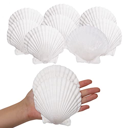 Giftvest 10PCS Sea Shells White Scallop Shells for Crafts Baking Cooking Serving Food, 4-5 inch Large Natural Seashells for DIY Crafts Seashell Beach Decorations for Home Decor - Image 1
