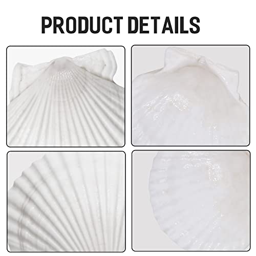 Giftvest 10PCS Sea Shells White Scallop Shells for Crafts Baking Cooking Serving Food, 4-5 inch Large Natural Seashells for DIY Crafts Seashell Beach Decorations for Home Decor - Image 3