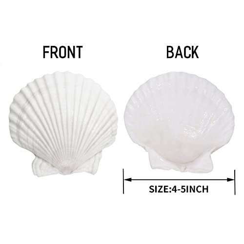 Giftvest 10PCS Sea Shells White Scallop Shells for Crafts Baking Cooking Serving Food, 4-5 inch Large Natural Seashells for DIY Crafts Seashell Beach Decorations for Home Decor - Image 2