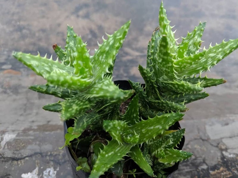 creative farmer نبات الصبار الإبداعي للمزرعة لحديقة الزجاج ألوه جفيننا (صبار الأسنان النمرية)، وعاء 5.5 سم - Image 1