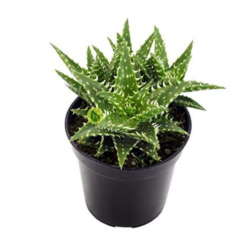 creative farmer نبات الصبار الإبداعي للمزرعة لحديقة الزجاج ألوه جفيننا (صبار الأسنان النمرية)، وعاء 5.5 سم - Image 3