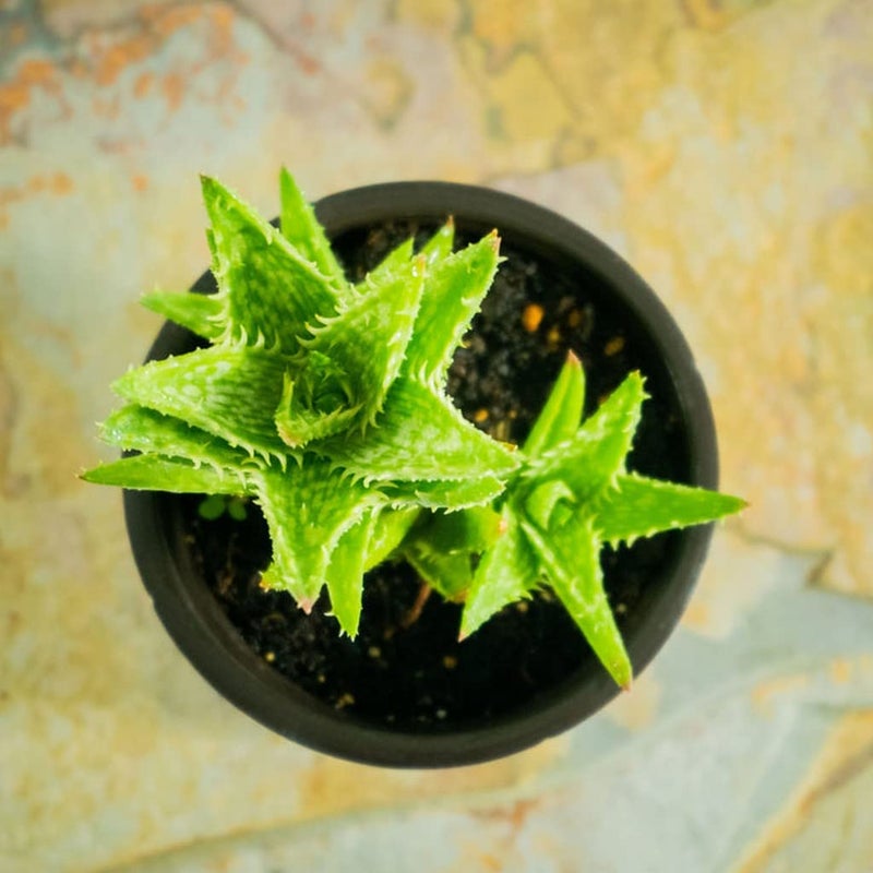 creative farmer نبات الصبار الإبداعي للمزرعة لحديقة الزجاج ألوه جفيننا (صبار الأسنان النمرية)، وعاء 5.5 سم - Image 2