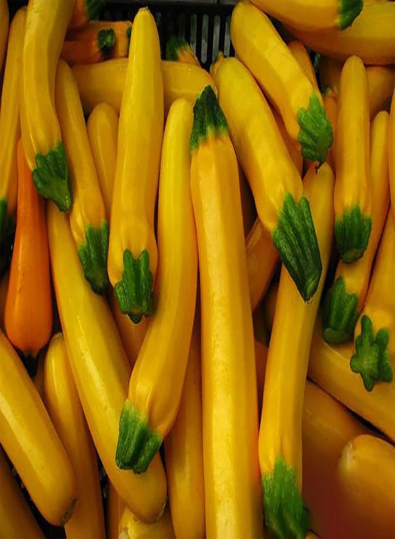 جي جوت 30 قطعة من حبات الكوسا الصفراء المتنوعة المزروعة في الخارج بشكل مناسب كمادة مثالية لحديقة bricolage Decorer Votre Maison - Image 3