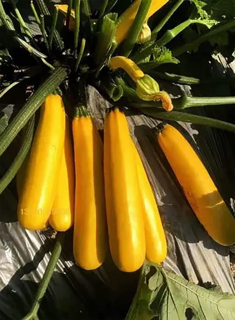 جي جوت 30 قطعة من حبات الكوسا الصفراء المتنوعة المزروعة في الخارج بشكل مناسب كمادة مثالية لحديقة bricolage Decorer Votre Maison - Image 2