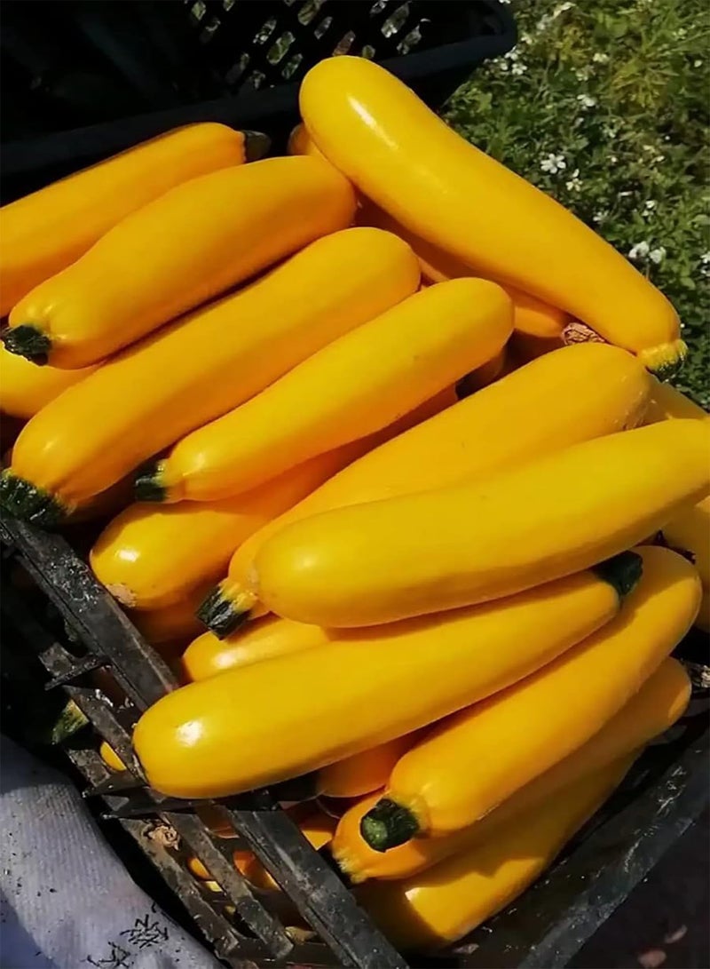 جي جوت 30 قطعة من حبات الكوسا الصفراء المتنوعة المزروعة في الخارج بشكل مناسب كمادة مثالية لحديقة bricolage Decorer Votre Maison - Image 1