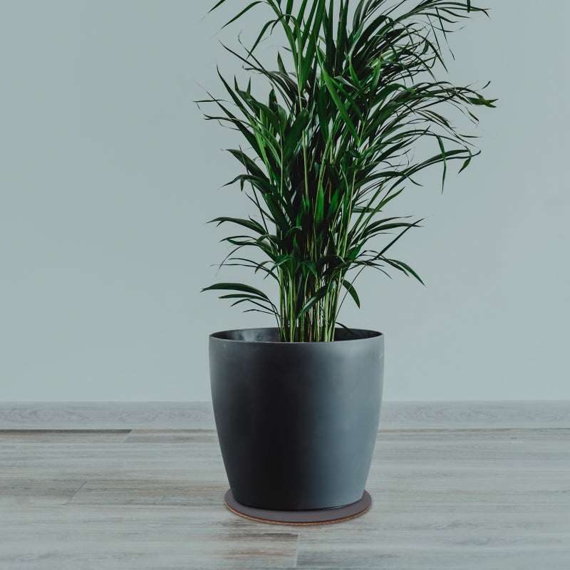 🌱 حصائر نباتية ماصة ومضادة للانزلاق من الفلين للاستخدام المنزلي متعددة الاستخدامات - Image 3