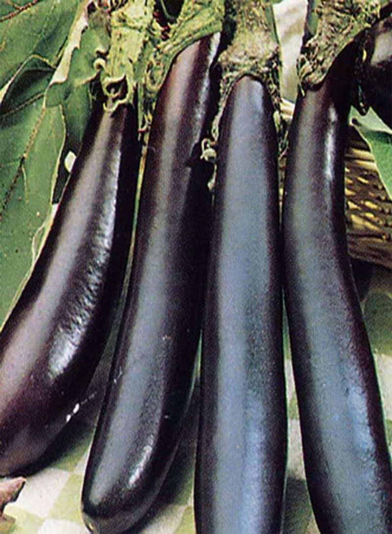GGOOT 200 Eggplant Seeds - Talong Purple No.1 Heirloom, Philippines Most Used Eggplant, Premium Non-GMO, Open Pollinated, US Grown Seed, Always Fresh! - Image 1