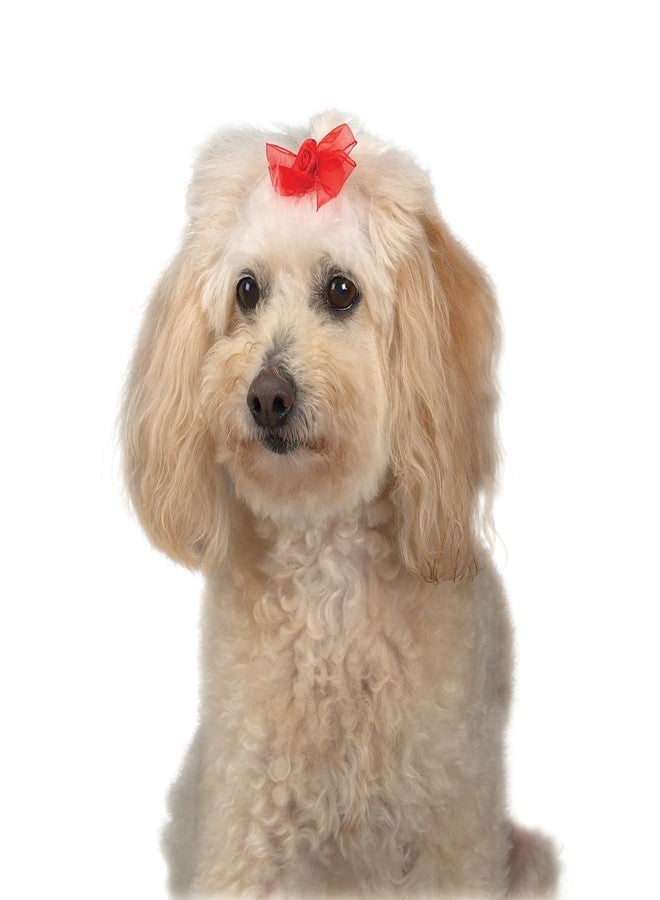 Aria Sheer Delight Bows for Dogs, 100-Piece Canisters - Image 3