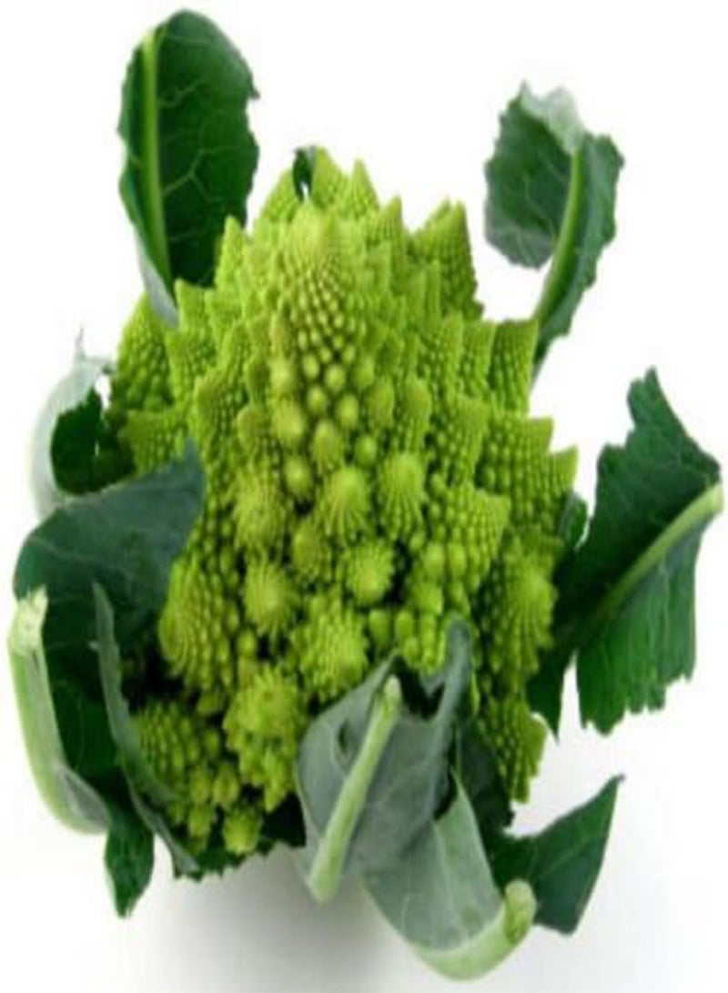 GGOOT Seeds 11G Biological Romanco Broccoli Semi ~ 50 CT Stunning Fracter Caps! USA Grown: Only Seeds - Image 1