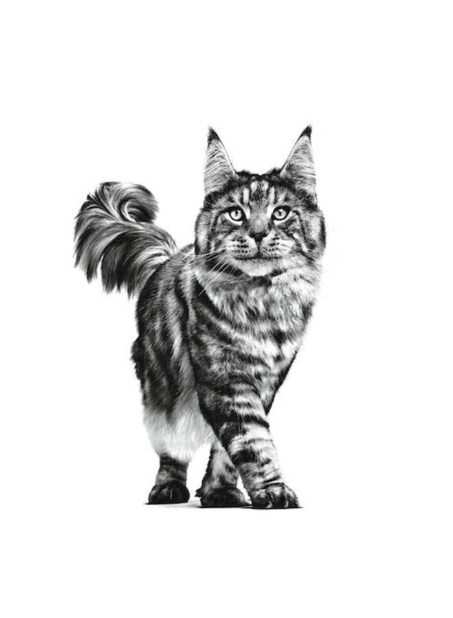 رويال كانين مسحوق بولي للقطط البالغة من رويال كانين 1.5 كجم - Image 3