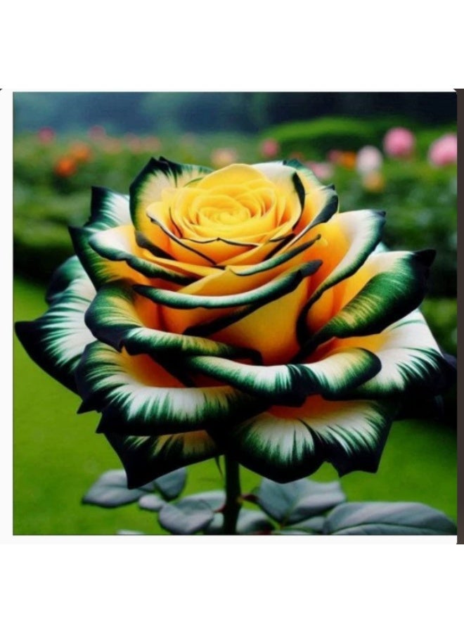 OASIS-TH 100 Pcs Rare Multi-Headed Rose Seeds for Garden Home Planting - Image 1