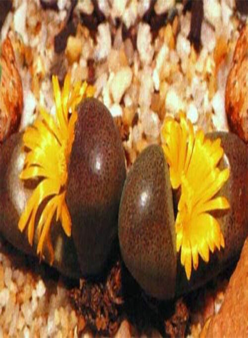 GGOOT TANQUANA Mix, Rare Succulent Cactus Exotic Living Stones Desert Seed 15 Seeds