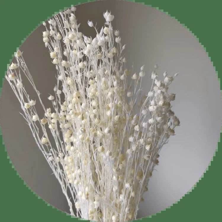 Bluejw Rich Beans 6-Color Preserved Dried Flowers Bouquet – 70g/Bundle Natural Dried Plants for Easter Decor, Crafts & Gifting - Image 2
