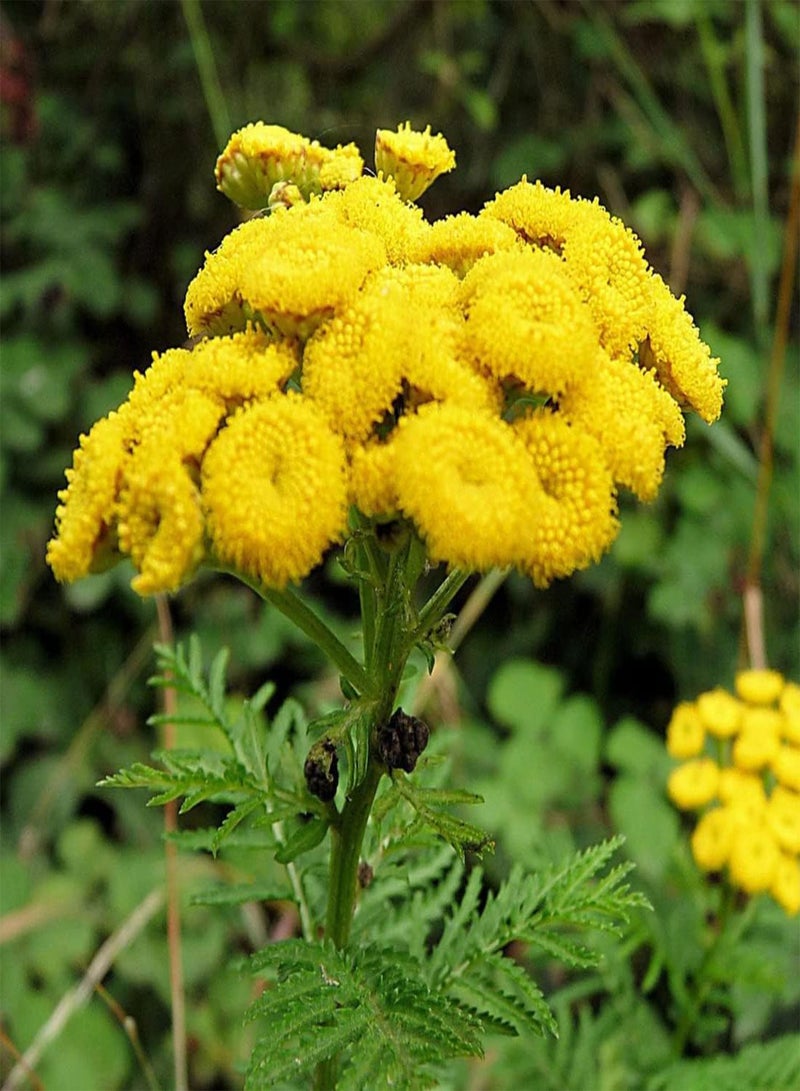 جي جوت 50 بذرة من زهرة الأقحوان الذهبية، زهرة التاناسيتوم الصفراء السنوية من حديقة المملكة المتحدة - Image 5