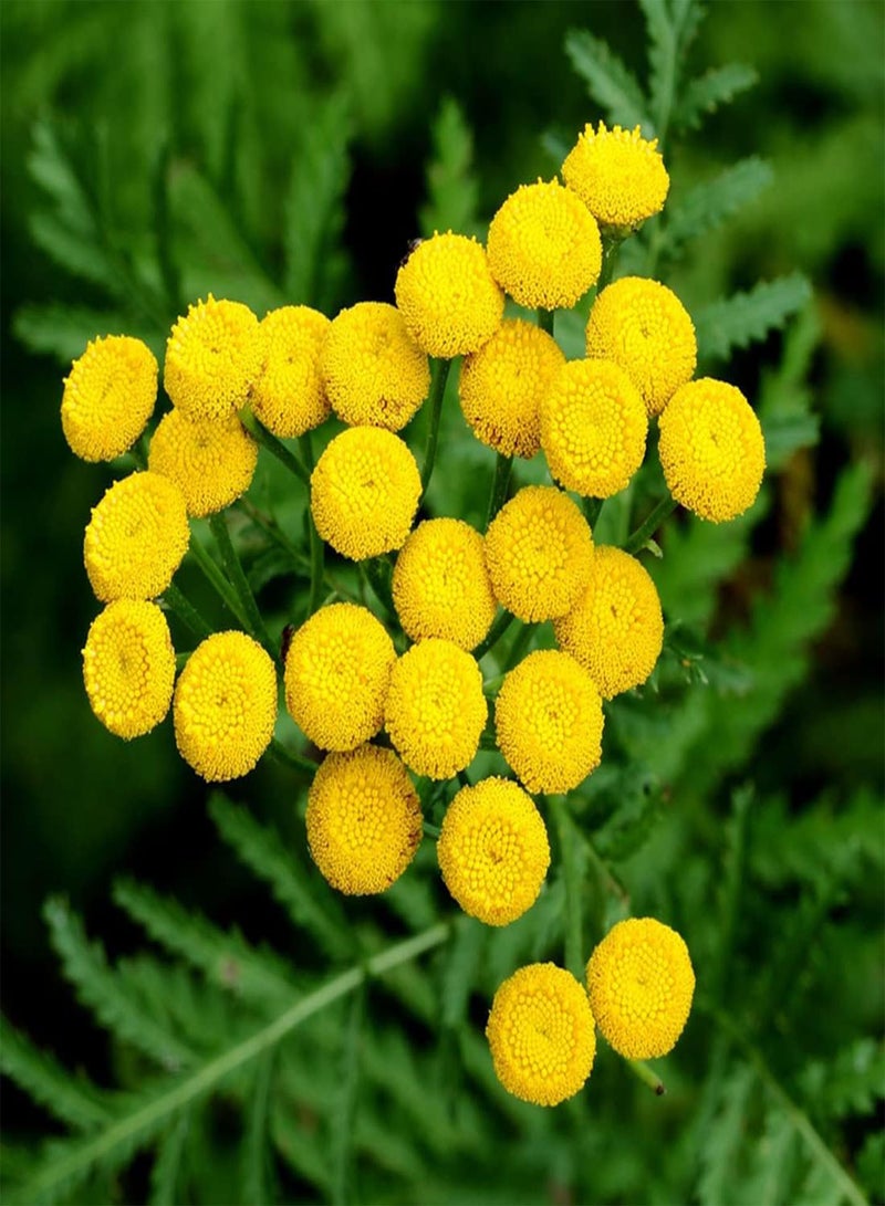 جي جوت 50 بذرة من زهرة الأقحوان الذهبية، زهرة التاناسيتوم الصفراء السنوية من حديقة المملكة المتحدة - Image 2