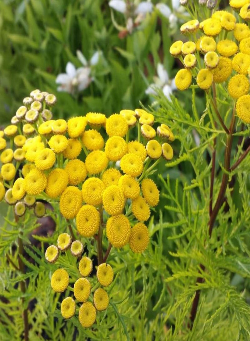 جي جوت 50 بذرة من زهرة الأقحوان الذهبية، زهرة التاناسيتوم الصفراء السنوية من حديقة المملكة المتحدة - Image 4