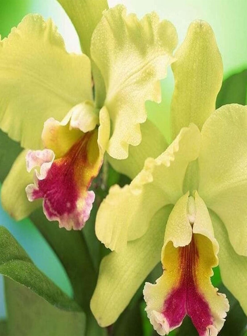 جي جوت 50 قطعة/كيس من بذور كاتليا غير معدلة وراثيًا، بذور كاتليا أوركيد هجينة للزينة بحجم زهرة كبيرة، مناسبة للشرفات - Image 4