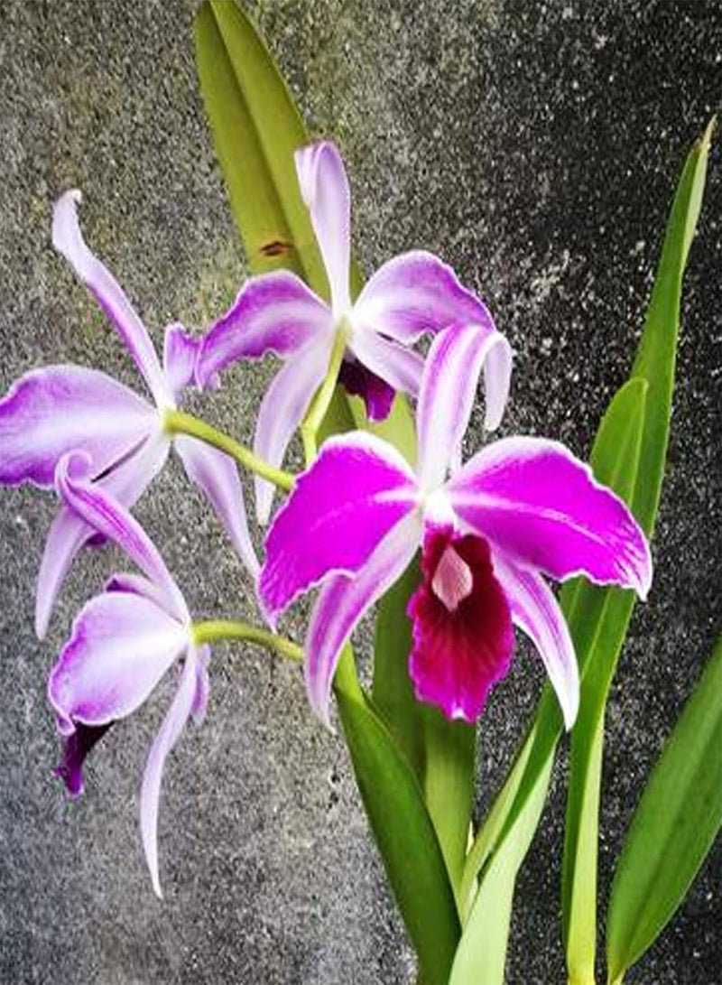 جي جوت 50 قطعة/كيس من بذور كاتليا غير معدلة وراثيًا، بذور كاتليا أوركيد هجينة للزينة بحجم زهرة كبيرة، مناسبة للشرفات - Image 3