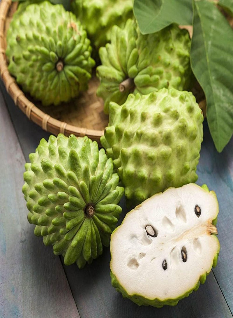 GGOOT 100pcs Charming Special Ideal Annona Seeds Sugar Apple Common Non GMO Green Fruits Soursop Exudes Charming Fragrance  - Image 1