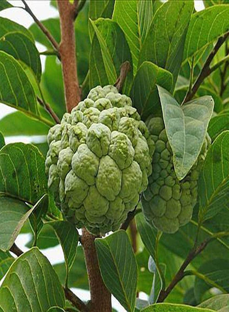 GGOOT 100pcs Charming Special Ideal Annona Seeds Sugar Apple Common Non GMO Green Fruits Soursop Exudes Charming Fragrance  - Image 2