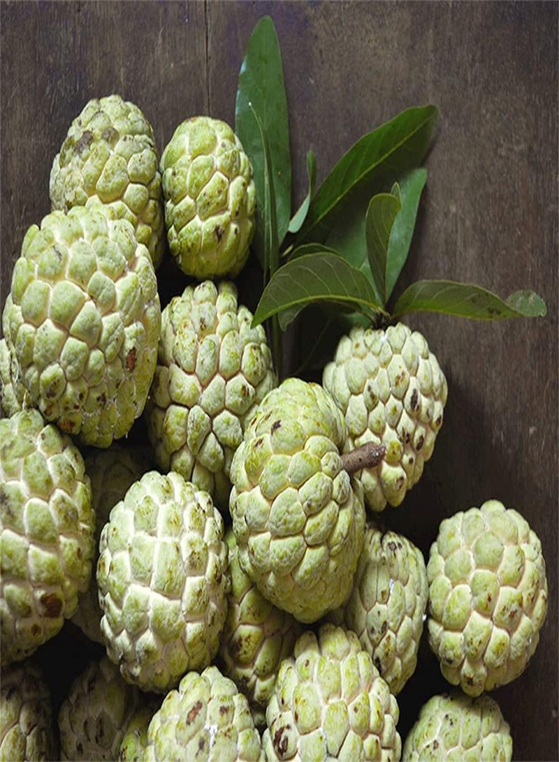 GGOOT 100pcs Charming Special Ideal Annona Seeds Sugar Apple Common Non GMO Green Fruits Soursop Exudes Charming Fragrance  - Image 3