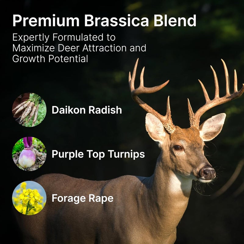 Hit List Seed ® Brassica Food Plot Seeds for Deer [Annual Mix] - Food Plot Seed Brassica - Deer Plot Seed Mix - Daikon Radish, Purple Top Turnips, Forage Brassica - Fall Planting - 6 lbs (1 Acre) - Image 4