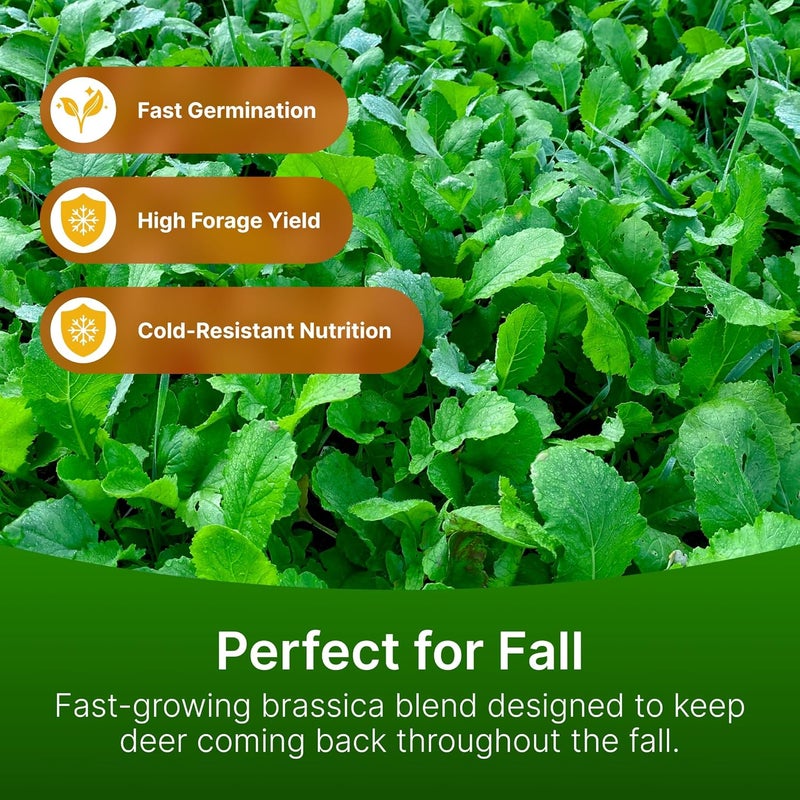 Hit List Seed ® Brassica Food Plot Seeds for Deer [Annual Mix] - Food Plot Seed Brassica - Deer Plot Seed Mix - Daikon Radish, Purple Top Turnips, Forage Brassica - Fall Planting - 6 lbs (1 Acre) - Image 2