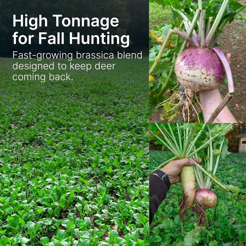 Hit List Seed ® Brassica Food Plot Seeds for Deer [Annual Mix] - Food Plot Seed Brassica - Deer Plot Seed Mix - Daikon Radish, Purple Top Turnips, Forage Brassica - Fall Planting - 6 lbs (1 Acre) - Image 3