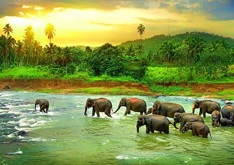 EuroGraphics Rainforest 1000Piece Puzzle - Image 2