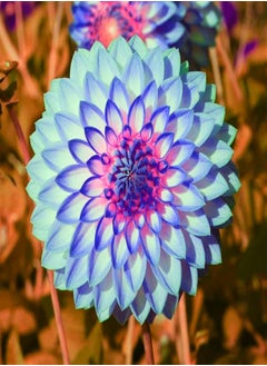 Can be Planted All Year Round/Dahlia Seeds/Perennial Plants/Extraordinary Flowers/Long Flowering period-75 PCS,c
