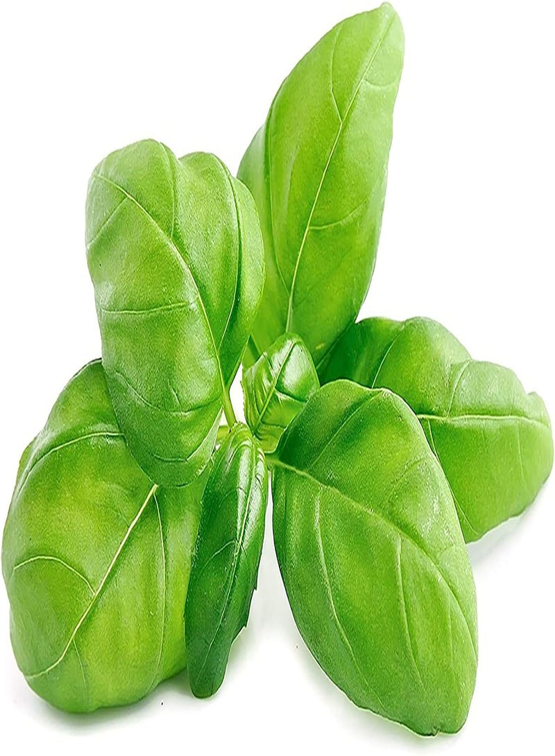 GGOOT Plant Seeds Flower Seeds500Pcs/Bag Seeds Natural Therapeutic Green Perennial Lemon Basil Seeds for Greenhouse Bonsai Seeds for Greenhouse - Image 4