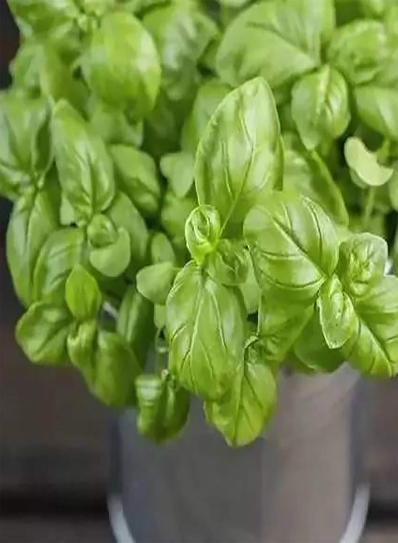 GGOOT Plant Seeds Flower Seeds500Pcs/Bag Seeds Natural Therapeutic Green Perennial Lemon Basil Seeds for Greenhouse Bonsai Seeds for Greenhouse - Image 3
