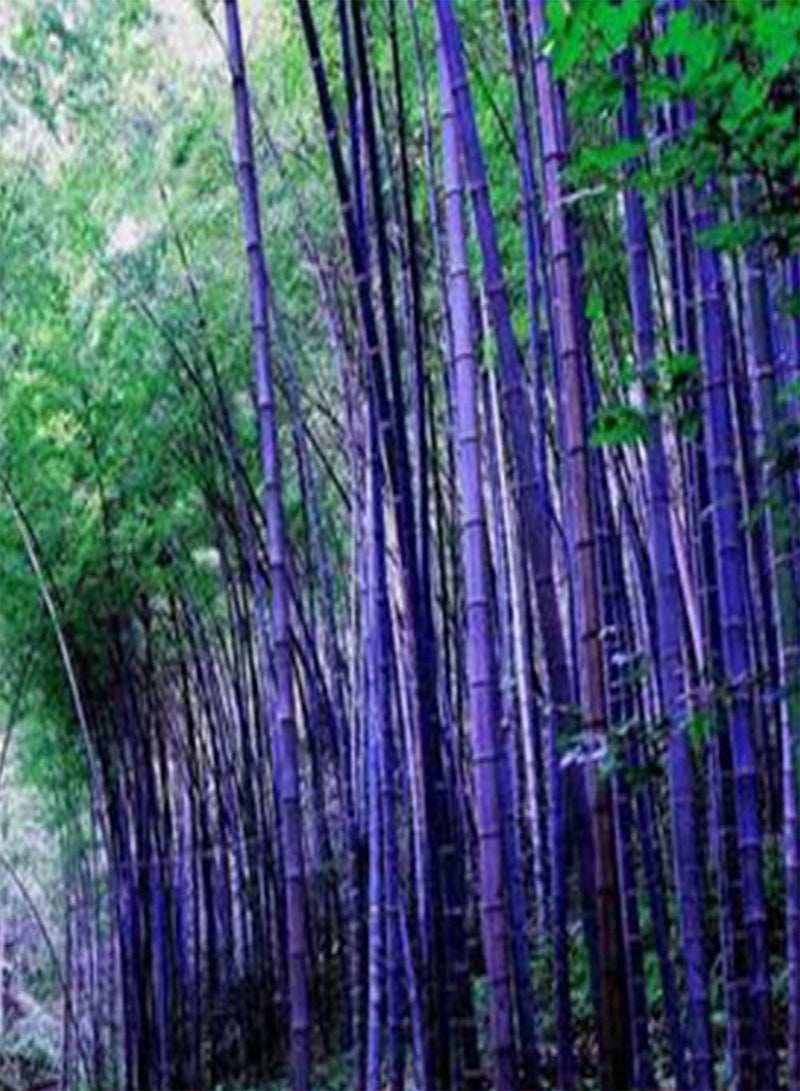 جي جوت 500 قطعة من بذور البونساي سهلة العناية وسهلة الإنبات وخفيفة الوزن من بذور الخيزران الطبيعية المختلطة للحدائق المنزلية الخارجية - Image 4